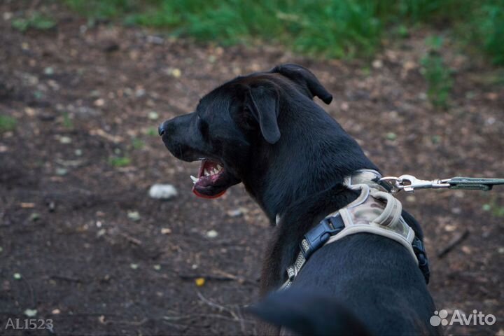 Нежный и робкий мальчик