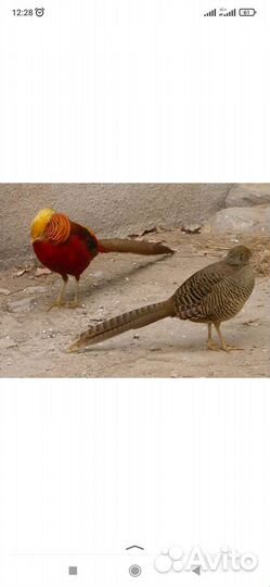 Утки, лебеди,павлины