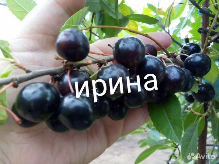 Вишня бессея(три сортотипов)