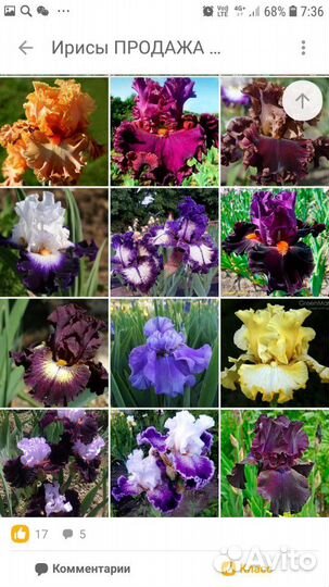 Шикарные Ирисы