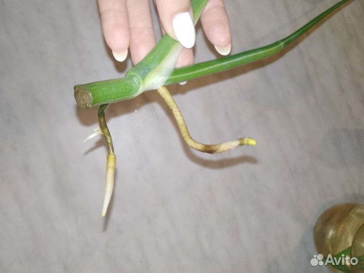 Монстера альба