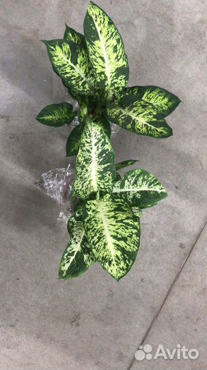 Стрелиция, Замиокулькас, Диффенбахия Банана