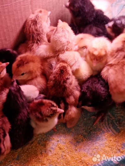 Цыплята домашние