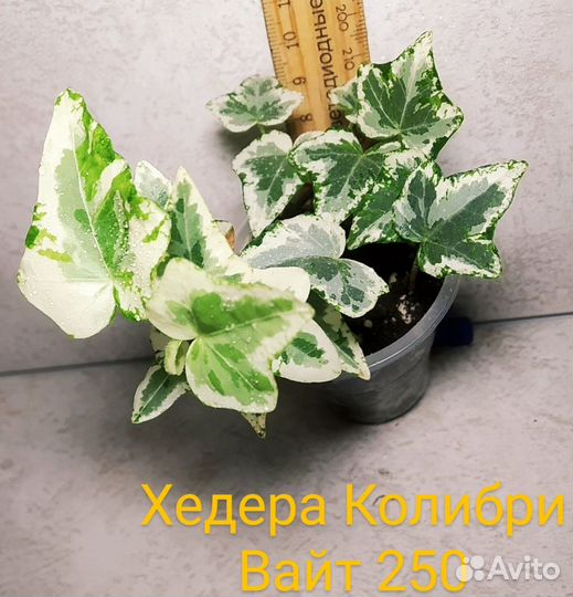 Сциндапсусы, циссус, гибискус