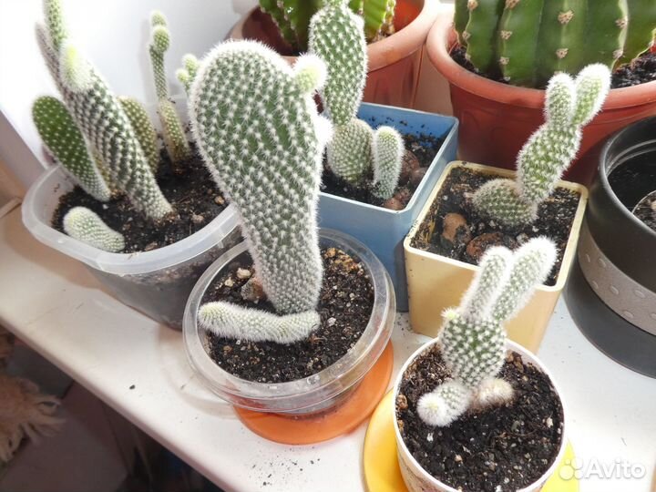 Кактус опунция