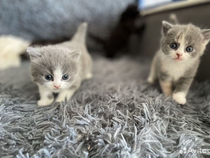 Шотландские котята