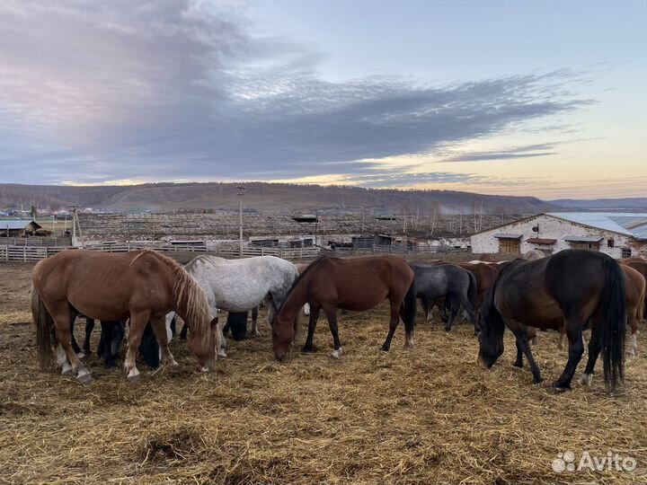 Жеребые кобылы тяжеловозы