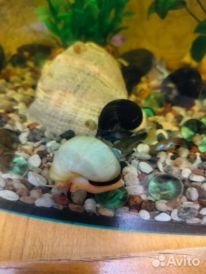 Улитки аквариумные ампулярии