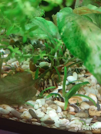 Хелены.Креветки.Золотые рыбки