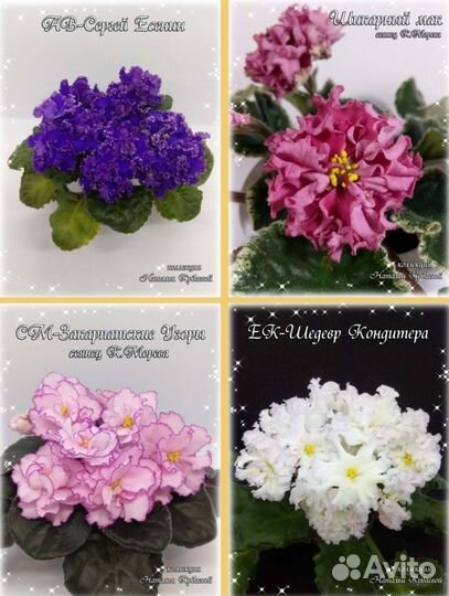 Сортовые фиалки