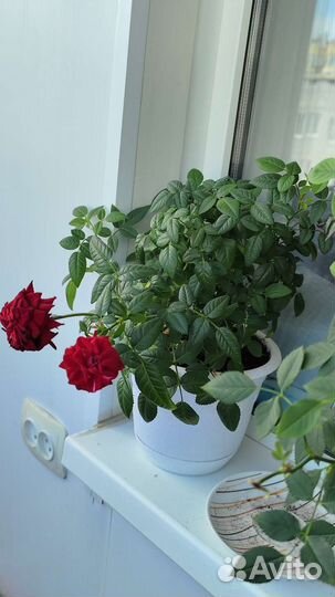 Роза комнатная