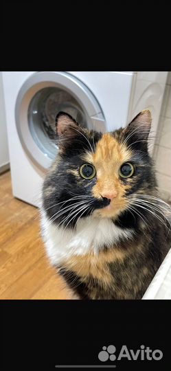 Кошка Нэнси