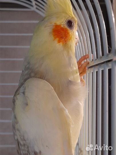 Попугай нимфа-корелла