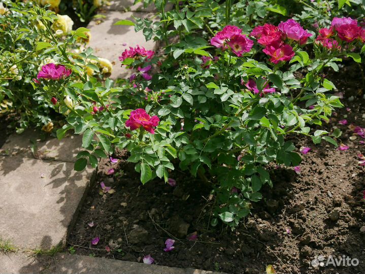 Роза Вег Дер Зинне. Саженцы окс