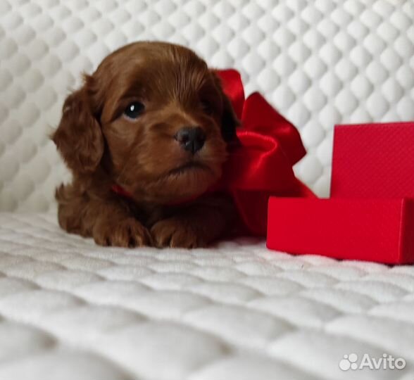 Мальтипу f1 mini