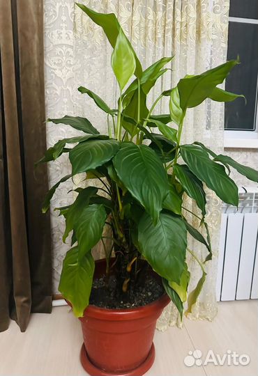 Спатифиллум