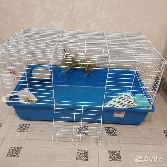 Декоративные кролики