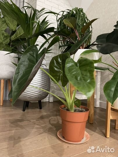 Алоказия венти