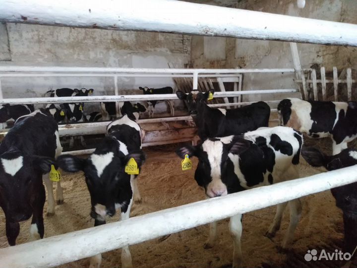 Телята бычки