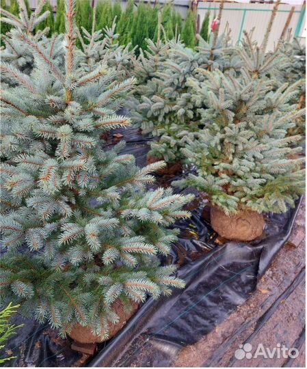 Ель новогодняя живая голубая Костер Koster 120см