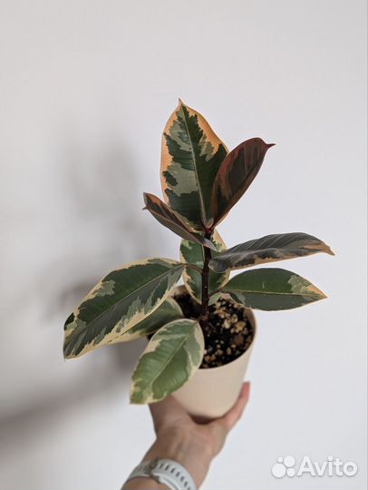 Фикус Эластика Белиз