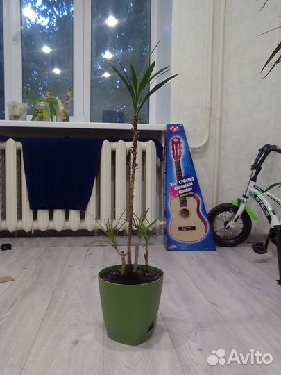 Пальма драцена