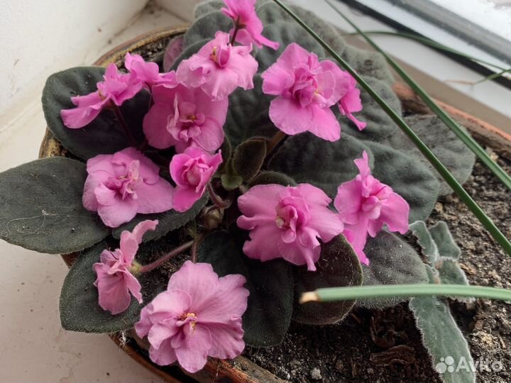 Фиалка цветущая