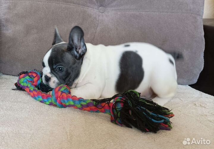 Бело- голубой французский бульдог