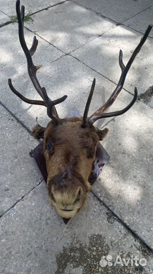 Чучело головы оленя