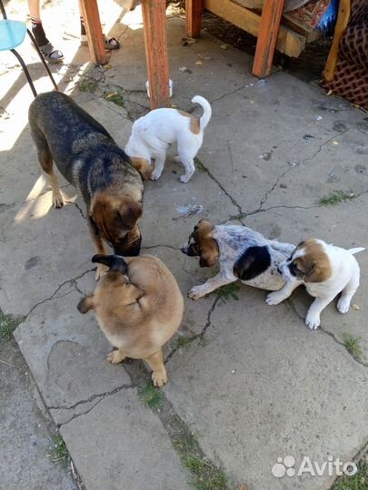 Щенки