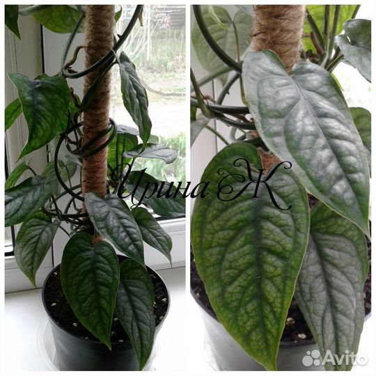 Монстера Сильтепекана эль Сальвадор