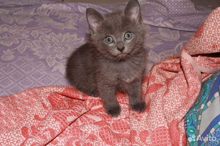 Котята в Дар