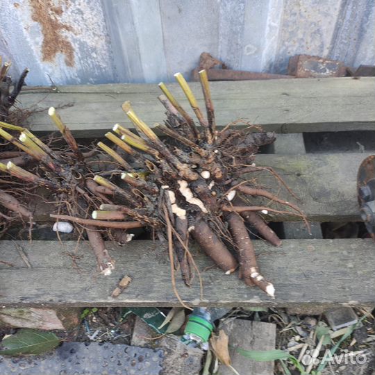 Рассада многолетних цветов