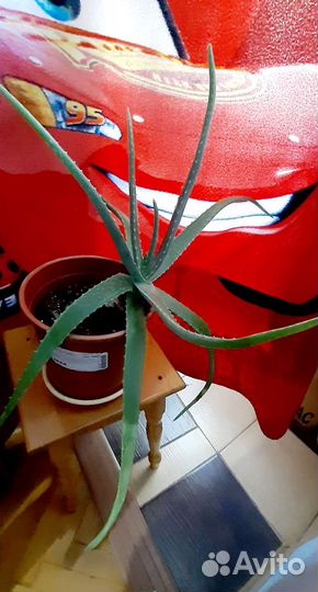 Алое-вера 5летний лечебный