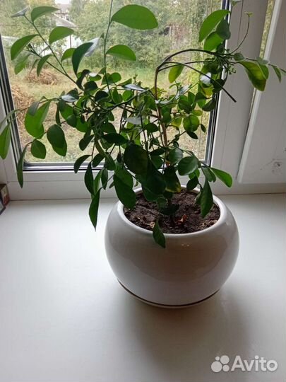 Каланхоэ и лимонник