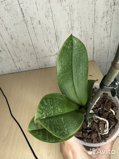 Орхидея фаленопсис