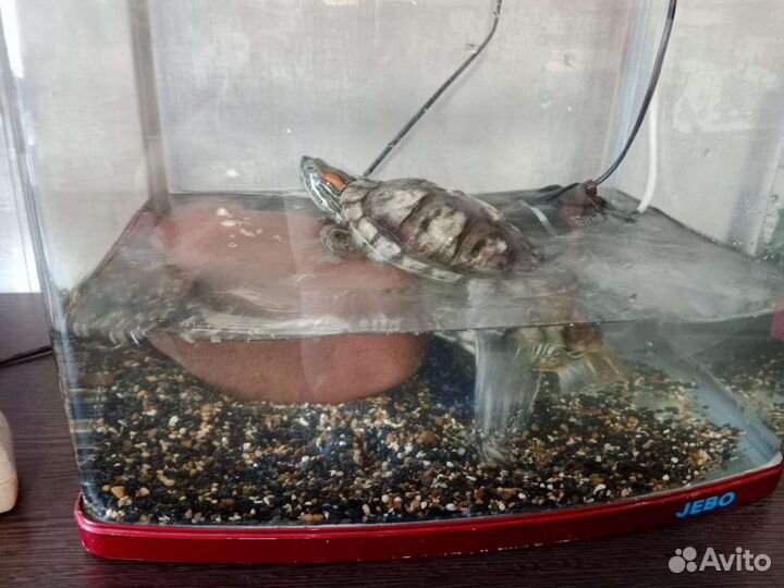 Красноухая черепаха