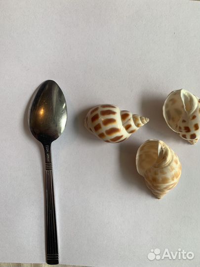 Морские ракушки