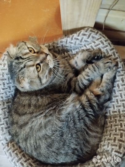 Кошка шотландка Баффи ищет дом