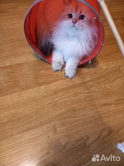 Британская длинношерстная девочка-валли