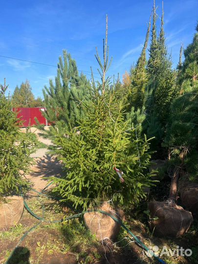 Живые ели и сосны 3 метра