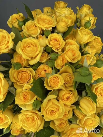 Роза. Кустовые розы. Жёлтые розы