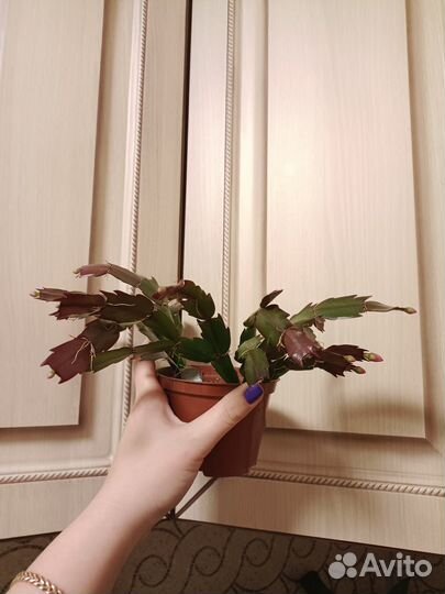 Шлюмбергера Samba Brazil на бутонах