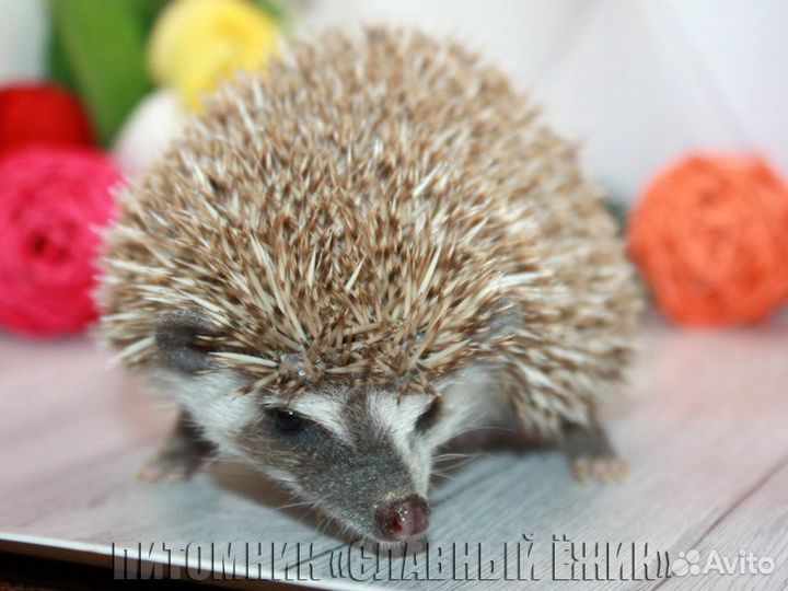 Африканские ежики из питомника. Ручные. Доставка