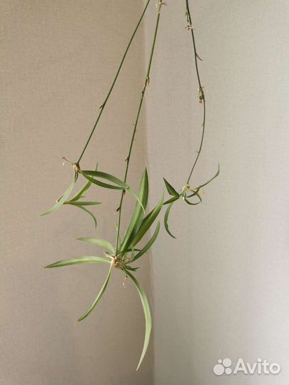 Комнатные цветы бесплатно