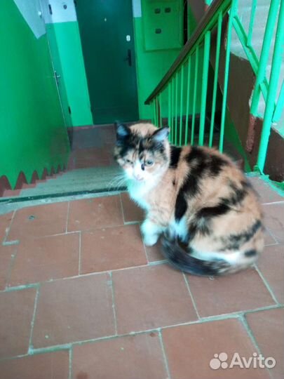 Найдена кошка Ремзавод