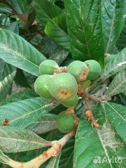 Японская мушмула