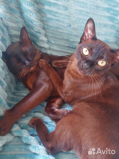 Бурманские котята