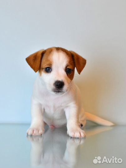 Джек рассел терьер щенки