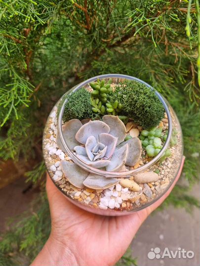 Набор для создания флорариума (размер S)